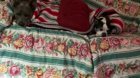 Dogs all tucked in