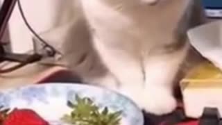 FUNNY COMPILATION VIDEOS 8 _ FUNNY ANIMAL COMPILATION _ #SHORTS