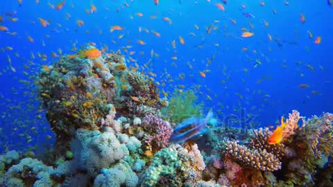 Coral reefs in the Mediterranean Sea
