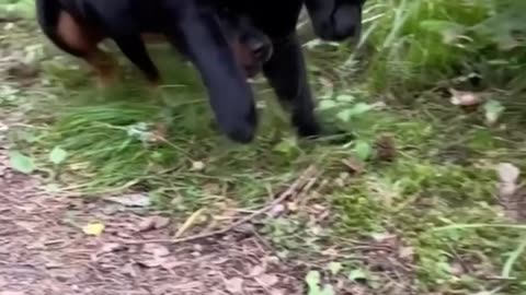 Black Tiger and German shepherd Dog Together