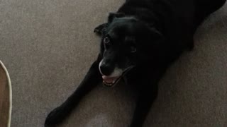 Intelligent Labrador reacts to news of vet visit