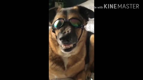 Dog is shown cute funny video amazing video