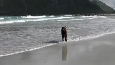 Labrador Dog Retriever Australian Shepherd