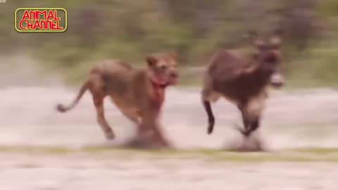 Most Amazing Big Cats Hunting Attack Compilation Cheetah Lions Jaguar Leopard