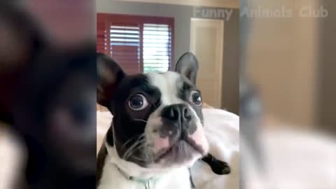 Funny Animal Videos 2022 😂 - Funniest Cats And Dogs Videos 😺😍