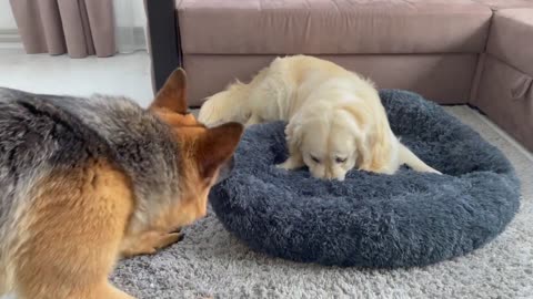 Golden Retriever Protects his bed from a German Shepherd