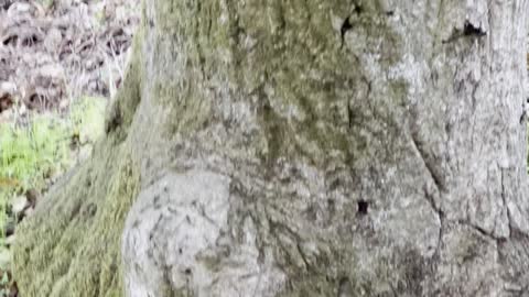 Tree Scared by Wood Peckers