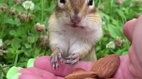 Awesome Funny Pet Animals Videos 😇