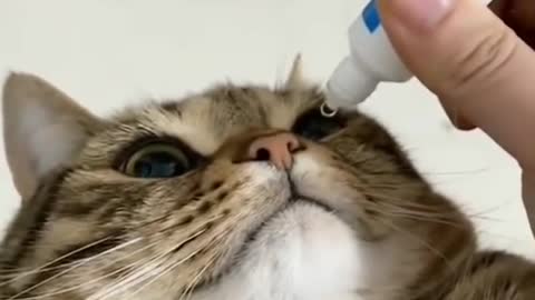 Omg so cute Cate take eye drops