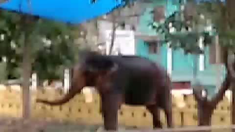 The Elephant Dance