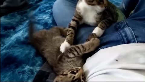 these kittens and cats are lazing around even though they are so expensive , rumble videos