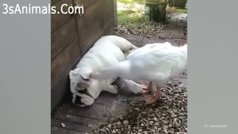 A fight between a poultry and a dog that will make you laugh - which one is stronger?