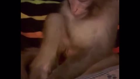 Funny monkey 🐵🐵🐵🐵
