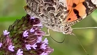 BORBOLETA-DAMA-DE-QUATRO-OLHOS EM UM MINUTO