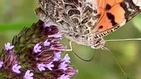 BORBOLETA-DAMA-DE-QUATRO-OLHOS EM UM MINUTO