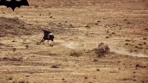 Male cheetah hunting moments