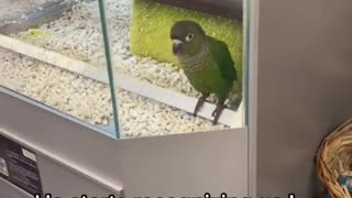 greencheekconure