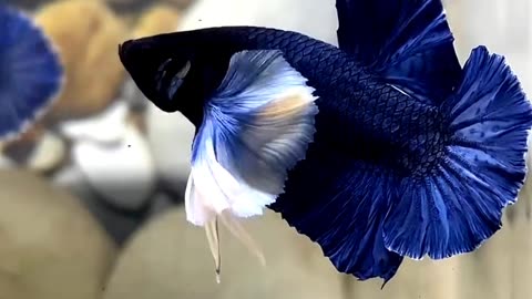 Satisfying cute betta fish ASMR That Makes You Calm Original Satisfying Videos PART - 14