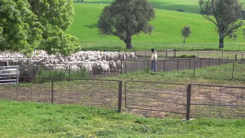 Yard Work. New Imported Australian bloodlines to Devonairs kelpie stud