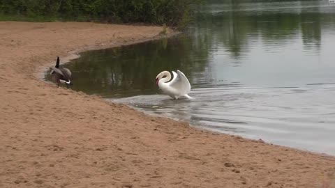 Swan attack ! Geese protect their chicks.