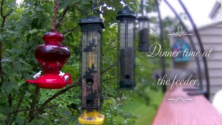 Dinner Time at the feeder