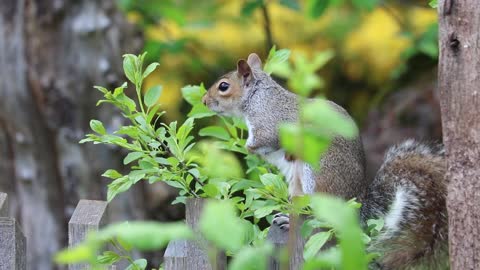 Squirrel 🐿️