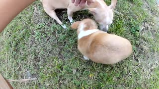 Cutest teacup chihuahua's acting tough