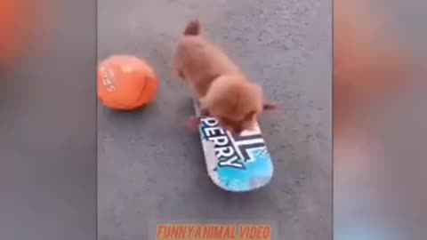 Funny video of puppy and cat🌺💗🥰😂