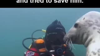 A SEAL MISTOOK A MAN FOR A DROWNING MAN AND TRIED TO SAVE HIM