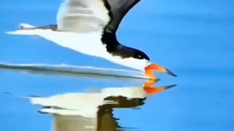 THE BLACK SKIMMER FINDS IT’S FOOD BY TOUCH