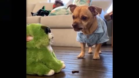 Dog's Hilarious Reaction to Seeing a Doll for the First Time