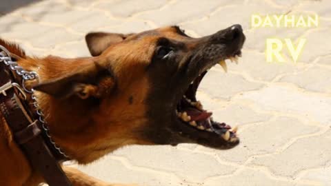 Dog Voice || Dog Barking 🐶🐶 || Angry Dog Barking