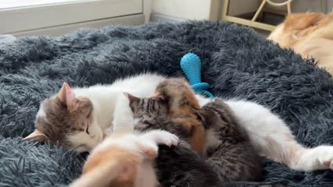 Mom Cat Attacked by Tiny Kitten [Cuteness Overload]