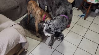 Dane puppy and adult dog