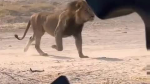 Mogothlo male Lions chasing intruders 🦁
