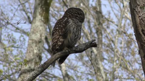 Barred Owl Hooting (HD)