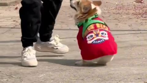 Corgi running and jumping #shorts #viral #rumble