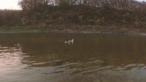 Dating couple duck in the river of Hantan River, South Korea