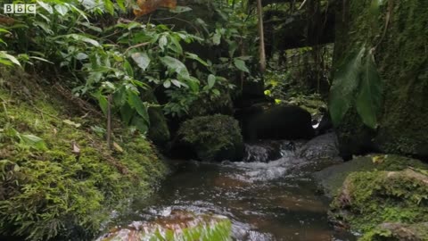 Relaxing Birdsong for Sleep and Meditation | Relax With Nature | BBC Earth