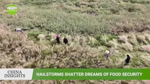 China's food safety is at risk as bad weather strikes frequently Hailstones cancel out efforts