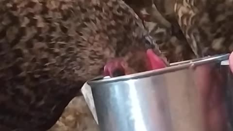 I feed the chickens from a cup