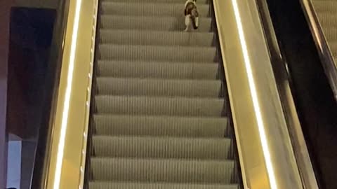 Tired Kitty Goes Wrong Way on Escalator