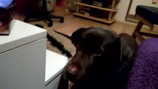 Dog hinting what he really desire