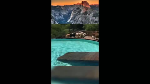 Dogs pool party | in 🌞🌴🏄🎇summer | #pets #animals #viral #entertainment #rumbletube