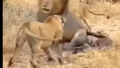 Lions attack on tiger