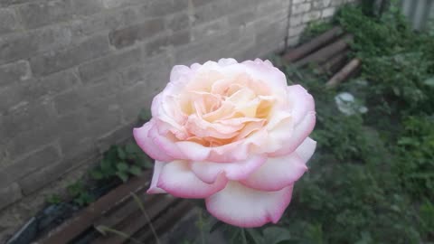 Tricolor rose