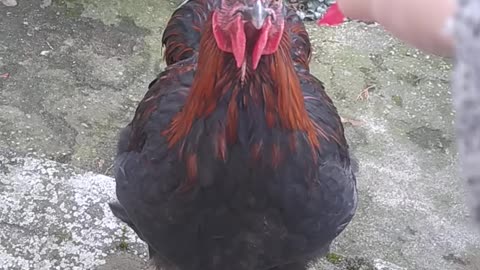 I'm feeding the rooster from my hand, look how friendly he is!