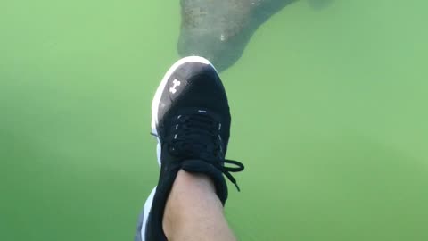 Shoe Sniffing Manatee