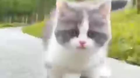 funny animal videos