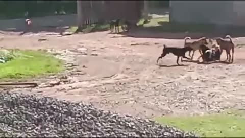 dog mating time fight